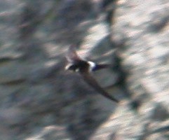 White-rumped Swift  - Apus caffer 1 © John Muddeman